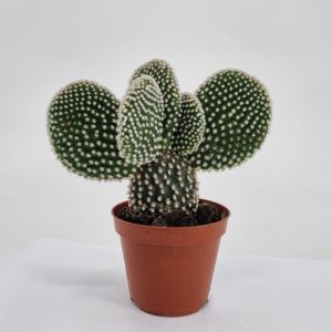 Opuntia Albispina 8