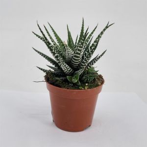 Haworthia fasciata big band 8