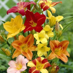 Hemerocallis mixed