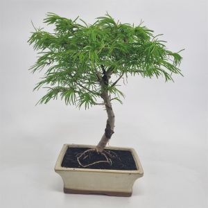 Bonsai Pseudolarix 20 cm