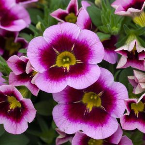 Calibrachoa Pink with Red Heart v2