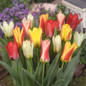 Tulip Fosteriana Mixed