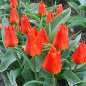 Tulip kaufmanniana _miramare