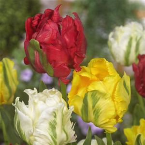 Tulipa Parrot Mixed