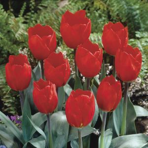 Tulip Red Paradise