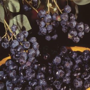 Vaccinium Jersey