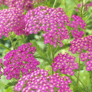 Achillea millefolium lilac beauty