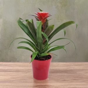 Guzmania Hope v3