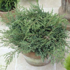 Juniperus Repanda V2