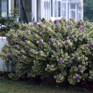 Hebe Andersonii Variegata