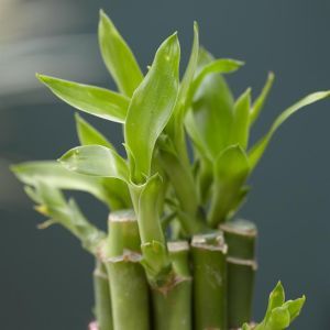 Dracaena lucky bamboo v3