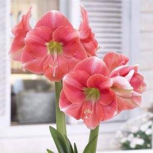 Amaryllis Rosalie