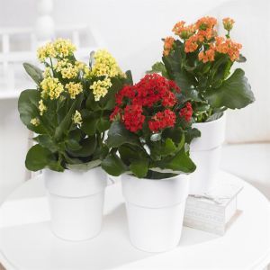 Kalanchoe mix