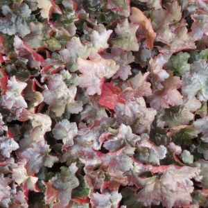 Heuchera Rachel