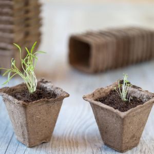 Biologisch pot vierkant 6 cm