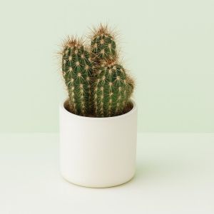 Cactus Pringlei 10 cm