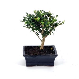Bonsai Ilex Brom 15 cm