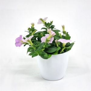 Petunia light pink