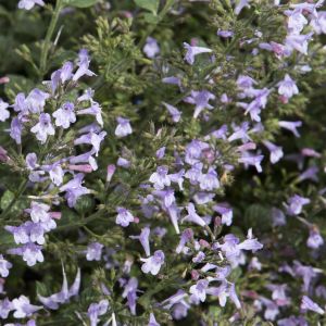Calamintha nepeta Marvelette ( Blue)