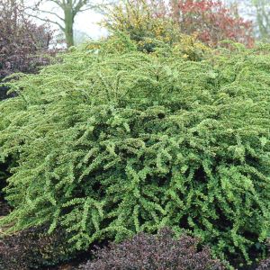 Berberis thunbergii Green Ornament