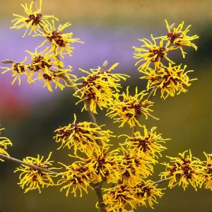 Hamamelis Orange Beauity