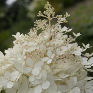 Hydrangea paniculata Phantom