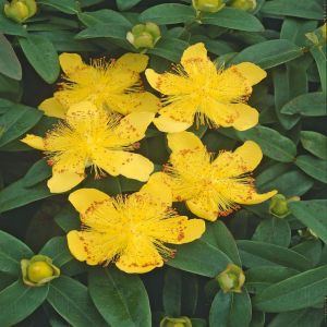 Hypericum Calycinum