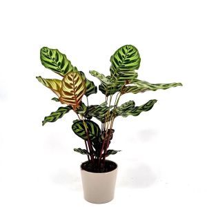 Calathea Makoyana V3