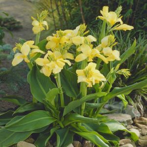 Canna Yellow Humbert