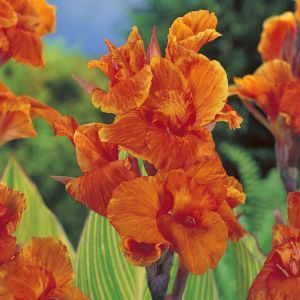 Canna Striata