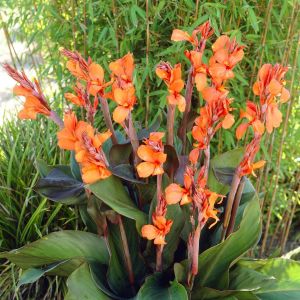 Canna Ingeborg(Als Omega)