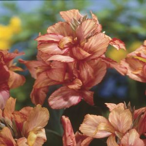 Canna indica als (Pink Paradise)