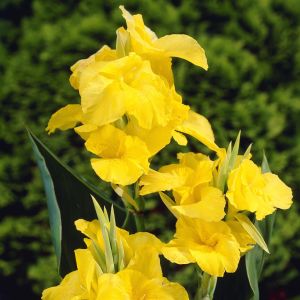 Canna Richard Wallace