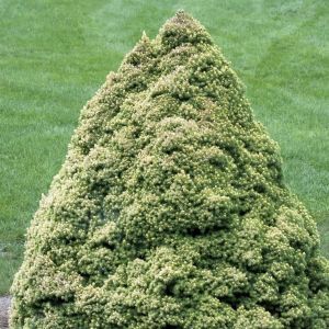 Picea glauca Rainbow's End