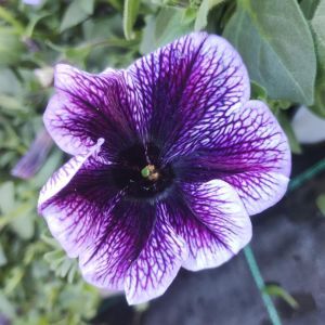Petunia Blue Vein