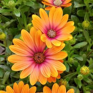 Osteospermum bicolor