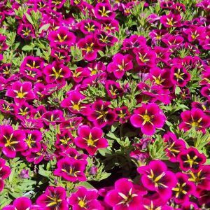 Calibrachoa Yellow Star