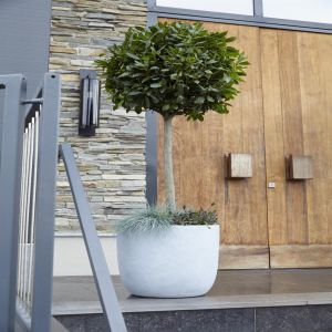 Laurus nobilis op stam