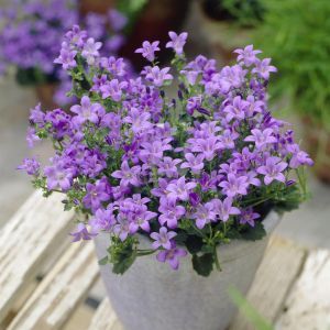 Campanula Blue Get Mee