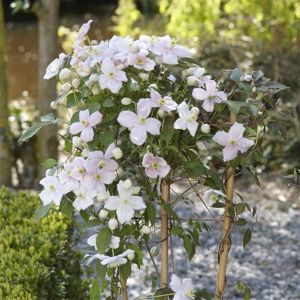 Clematis Montana (als Wilsonii)