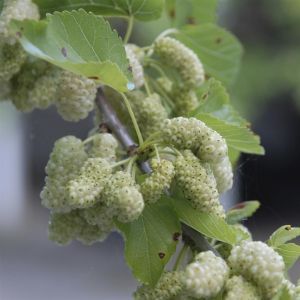 Witte Moerbei