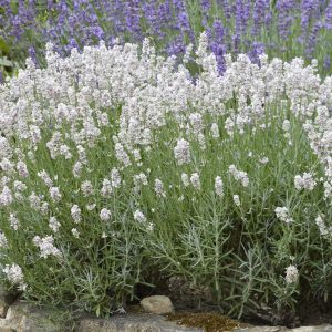 Lavandula Angustifolia Alba