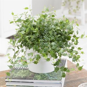 Hedera Helix Jessica