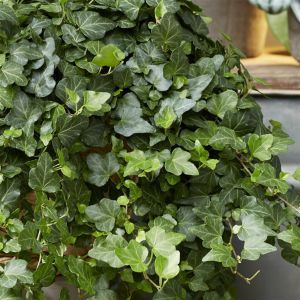 Hedera helix Wonder