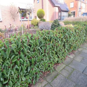 Prunus lusitanica angustifolia Hedge
