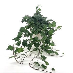 Hedera helix Green Ripple