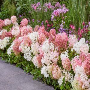 Hortnesia groundbreker blush