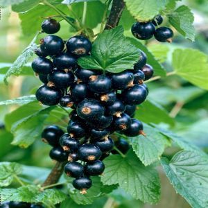 Ribes Titania V2