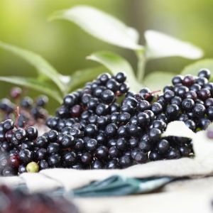 Sambucus Nigra