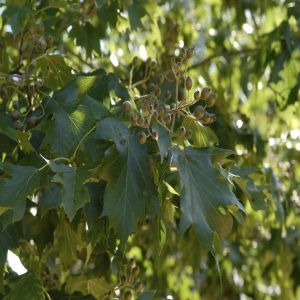 Sorbus torminalis